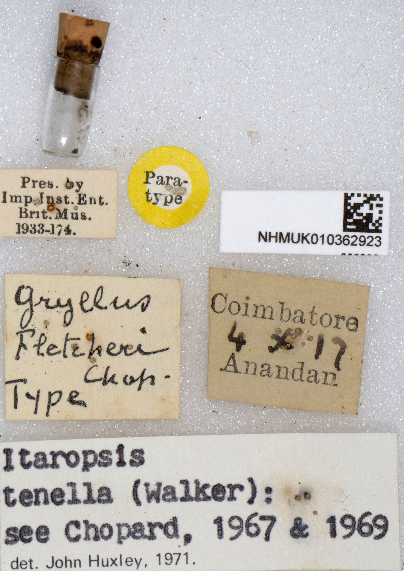 CollectionObject 1580025; f5c0c288-780e-468b-bd26-cb54b0426d11: labels (paratype of Gryllus fletcheri). (CollectionObject).