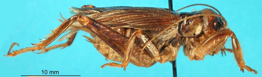 CollectionObject 1500779; 072222e7-d717-414e-b02d-bb71527b4068: female, lateral view (lectotype). (CollectionObject).