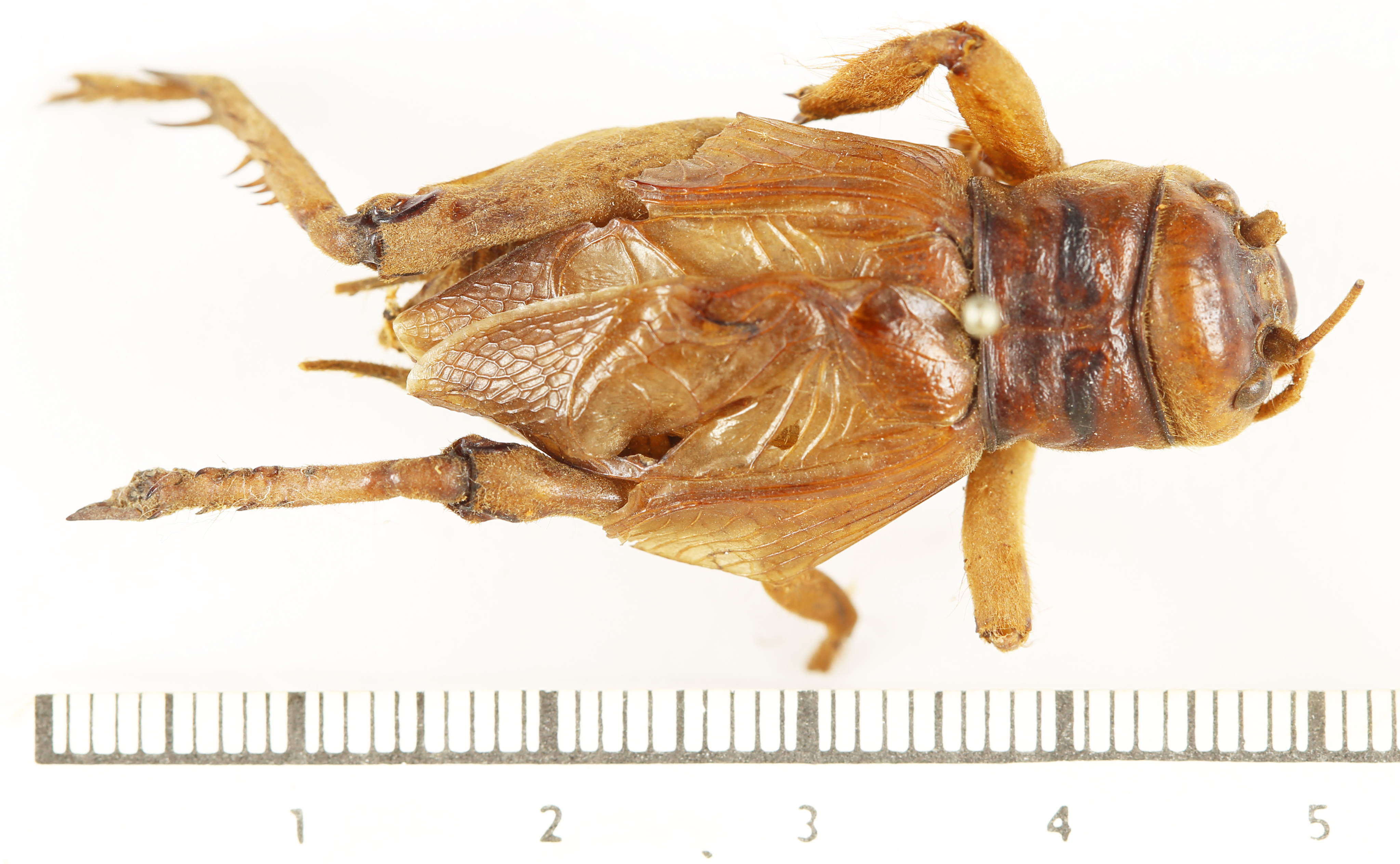 CollectionObject 1506462; 42d6c031-b76c-4759-adf8-31b906e27436: male, dorsal view (holotype). (CollectionObject).