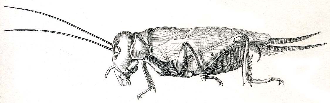 Brachytrupes megacephalus (Lefebvre, 1827): Pl. IX, Fig. 10. male habitus. (Otu).