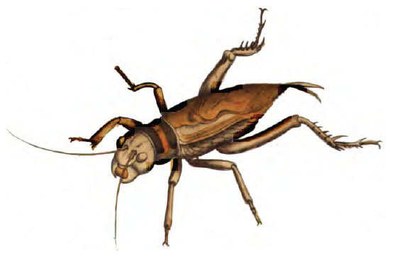 Brachytrupes membranaceus (Drury, 1773): Pl. 43, Fig. 2. figure from Drury 1773. (Otu).