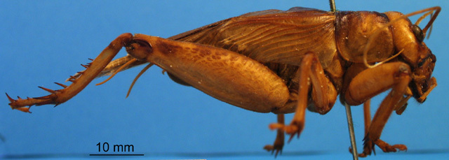 CollectionObject 1505327; b21f3ff1-6e51-4677-8560-d172dcd7eef3: male, lateral view (holotype). (CollectionObject).