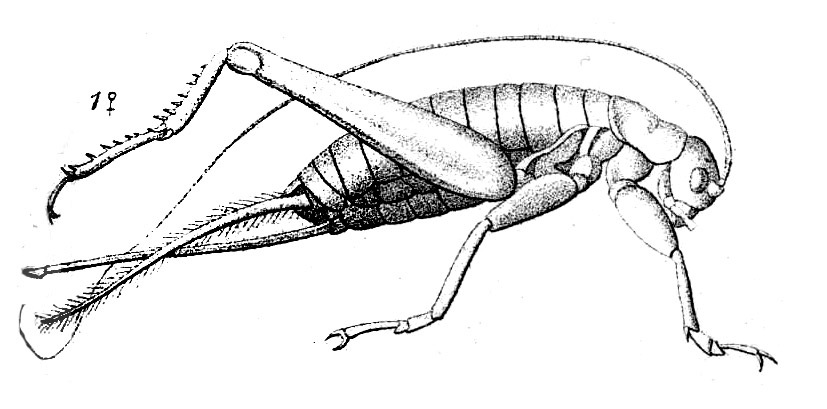 Apiotarsus gryllacroides Saussure, 1877: Pl.14, Fig.23(1). female, lateral view. (Otu).