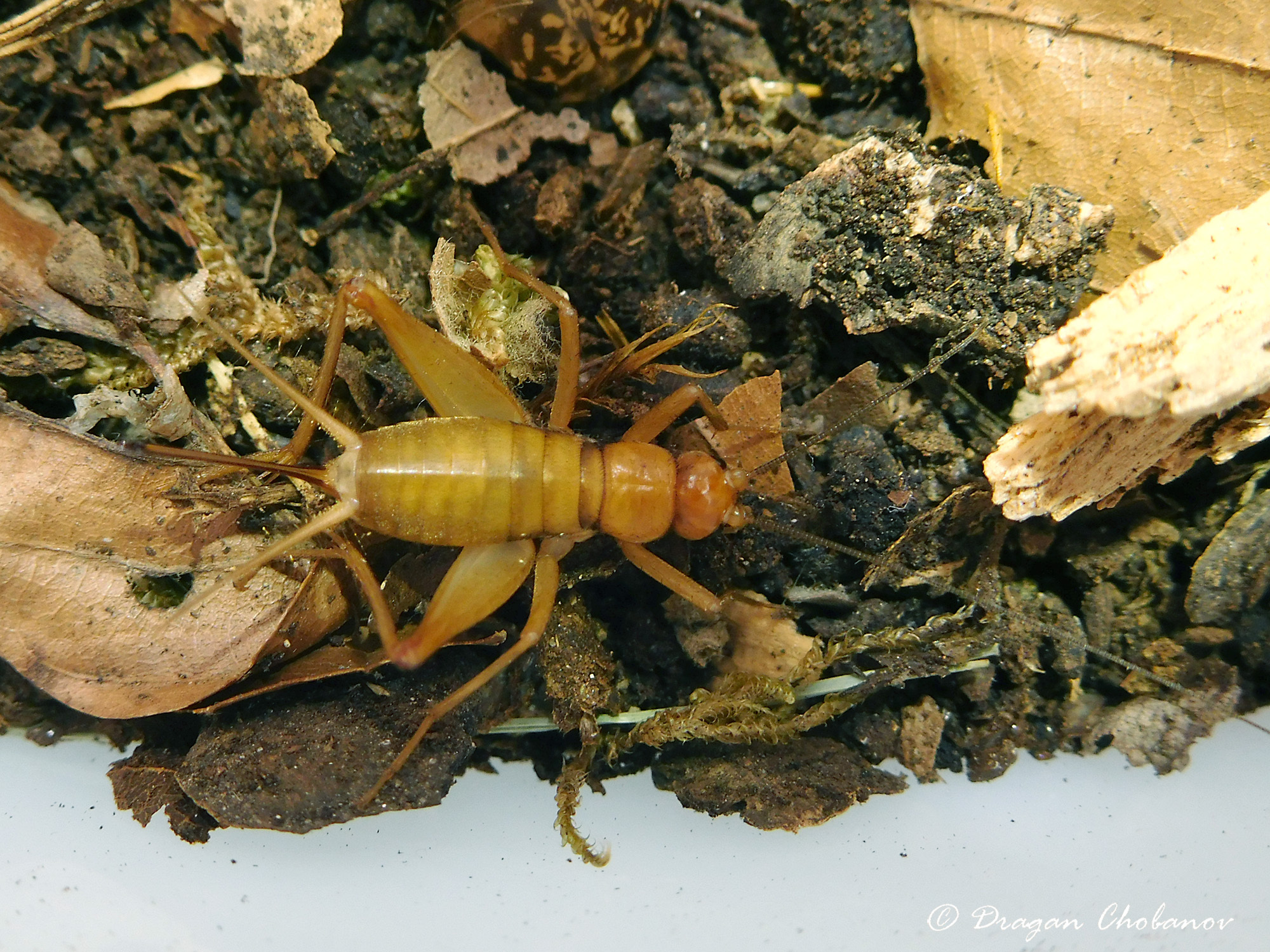 CollectionObject 1591389; 0762b79a-5c02-4500-bb6d-bad3e6a3fba3: female (BG: W Danubian Plain, Hayredin). (CollectionObject).