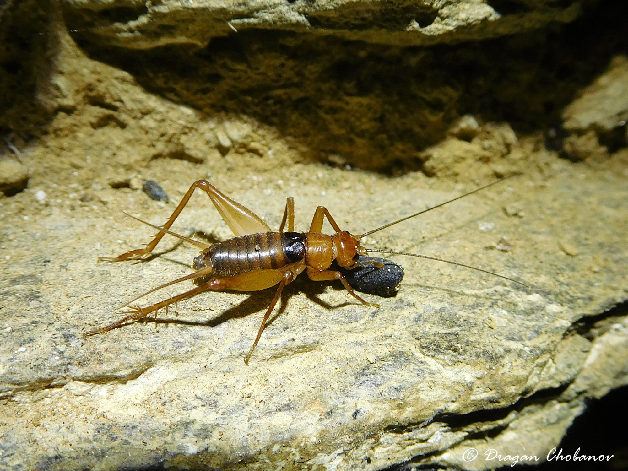 CollectionObject 1588049; 28884c01-a089-45b9-b14b-4fd58e61d488: male (GR: Ikaria). (CollectionObject).