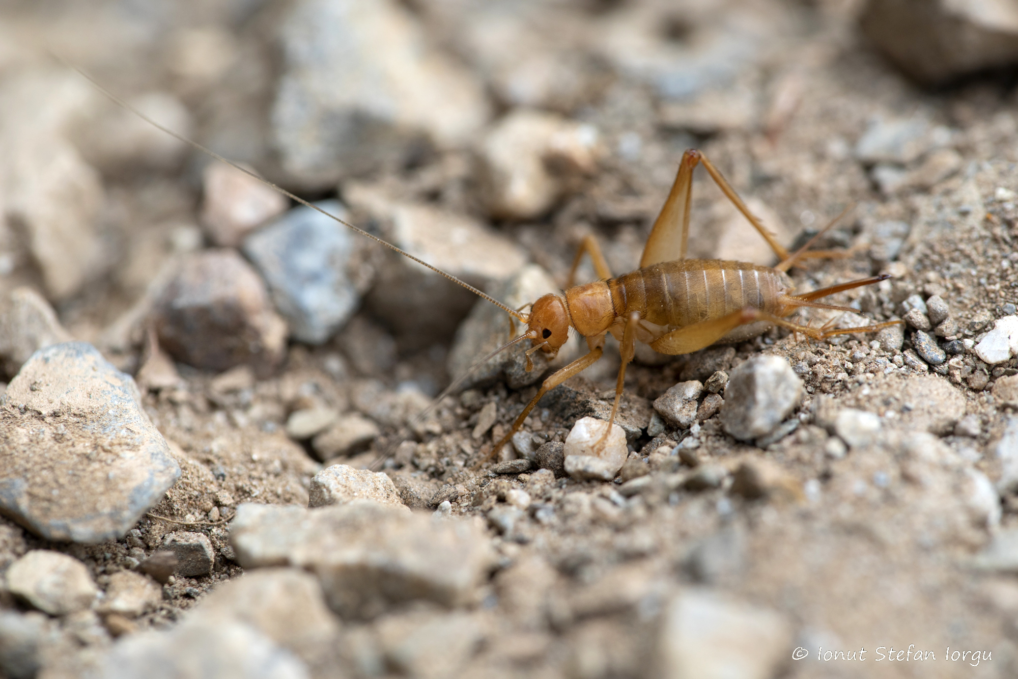 CollectionObject 1588048; 01543434-7859-4732-be47-cb0091f0c663: female (GR: Karpathos island). (CollectionObject).