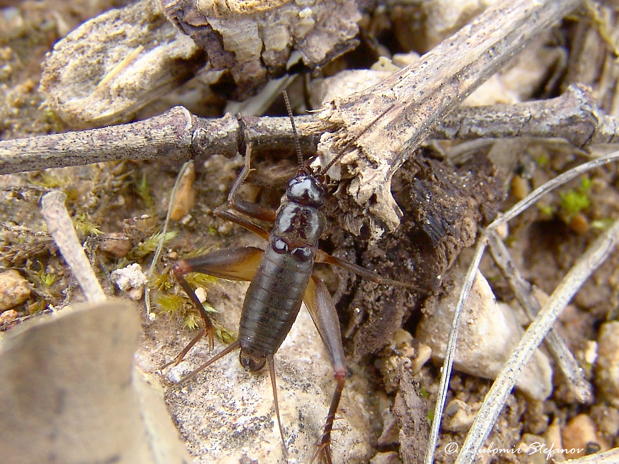 CollectionObject 1591546; 09ae88ad-e277-4a07-ab60-8f89dfa9bc7a: male (North Macedonia: Galichica Mountains, Elshani). (CollectionObject).
