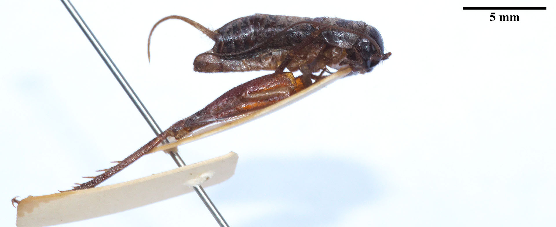 CollectionObject 1476590; 0f3ddc70-85a2-4c2a-8a24-a6e38a8cdd6f: male, lateral view (holotype). (CollectionObject).