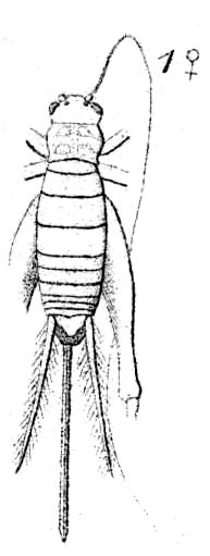 Gryllomorpha (Gryllomorpha) dalmatina dalmatina (Ocskay, 1832): Pl. 14, Fig. 24(1). female, dorsal view. (Otu).