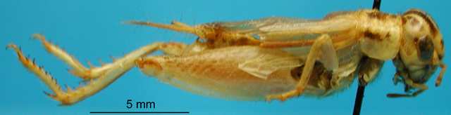 CollectionObject 1530872; 2e77056e-37da-48c1-8aaf-208765f58481: male, lateral view (paralectotype). (CollectionObject).