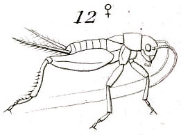 Neogryllodes patagonus (Saussure, 1874): Fig. 12. female habitus. (Otu).