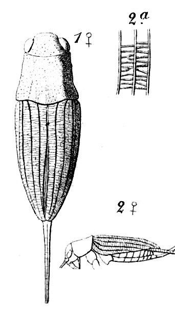 Sclerogryllus coriaceus (Haan, 1844): Pl. 15, Fig. 30. female, dorsal and lateral view, and reticulation of tegmen. (Otu).