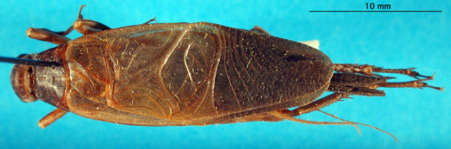 CollectionObject 1564759; 9b3f10bb-d7c5-41ee-bcbd-6928d9f51d55: male, dorsal view. (CollectionObject).