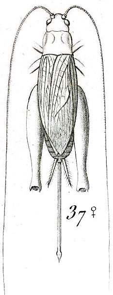 Hapithus (Hapithus) aztecus Saussure, 1874: Pl. VIII, Fig. 37. female, dorsal view. (Otu).