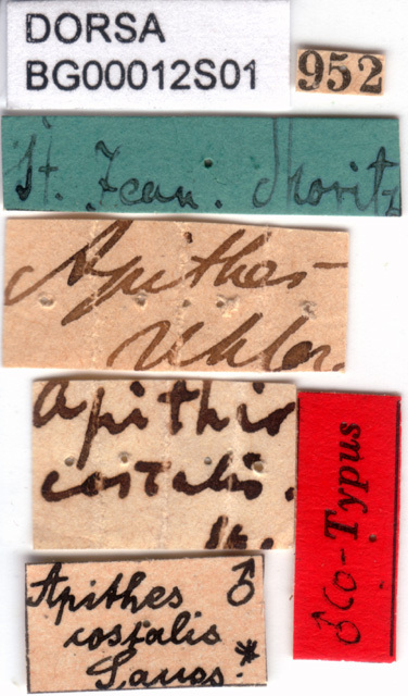 CollectionObject 1500883; 15db5e63-8e15-4b26-b8eb-8f1274e1edf5, DORSA BG00012S01: labels (lectotype). (CollectionObject).