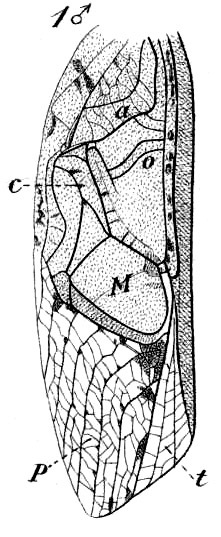 Hapithus (Orocharis) conspersa (Saussure, 1874): Pl. 18, Fig. 63(1). male tegmen. (Otu).