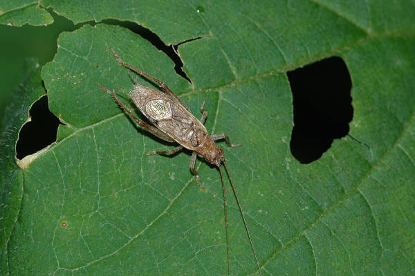 Hapithus (Orocharis) saltator (Uhler, 1864): 17-Sept-05. male (Ohio, Licking County, Hanover Township, Black Hand Gorge Nature Preserve). (Otu).