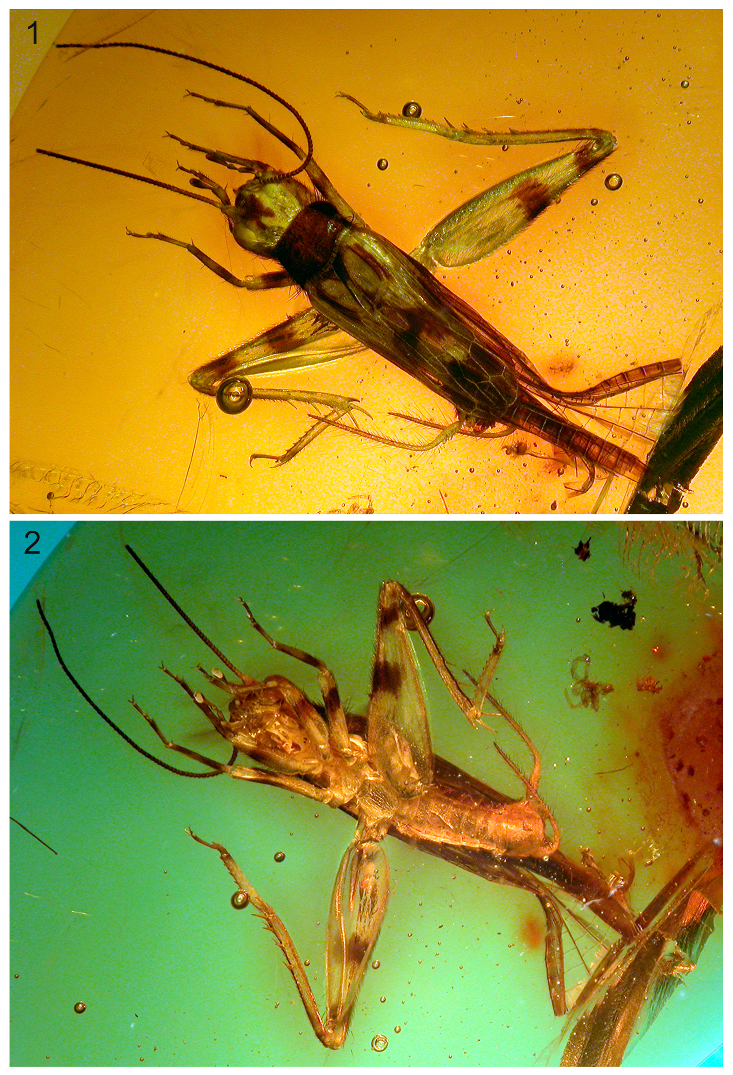 CollectionObject 1520820; 089e9204-8b5f-4676-8f4e-a492f4ea49b4: Figures 1–2. Photomicrographs of holotype. 1 dorsal view; 2 ventral view. (CollectionObject).