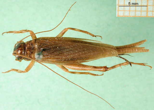 CollectionObject 1501925; MfN 434, e5191f06-79de-418a-82b7-330f828845ad: female, dorsal view (Parapentacentrus lineaticeps). (CollectionObject).