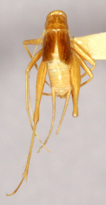 CollectionObject 1499378; a287be43-55fe-4e49-a0b6-25366fb82bac: male, dorsal view (holotype). (CollectionObject).