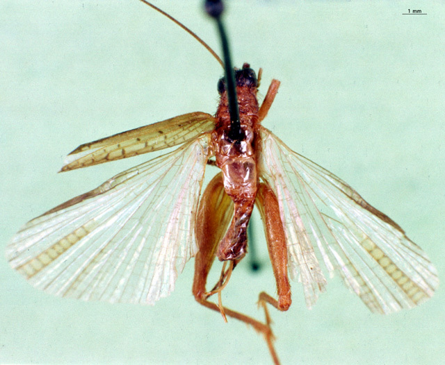 CollectionObject 1500907; 2a632aae-c94f-4bb7-9170-d8c6da1aecfb: female, dorsal view (holotype). (CollectionObject).