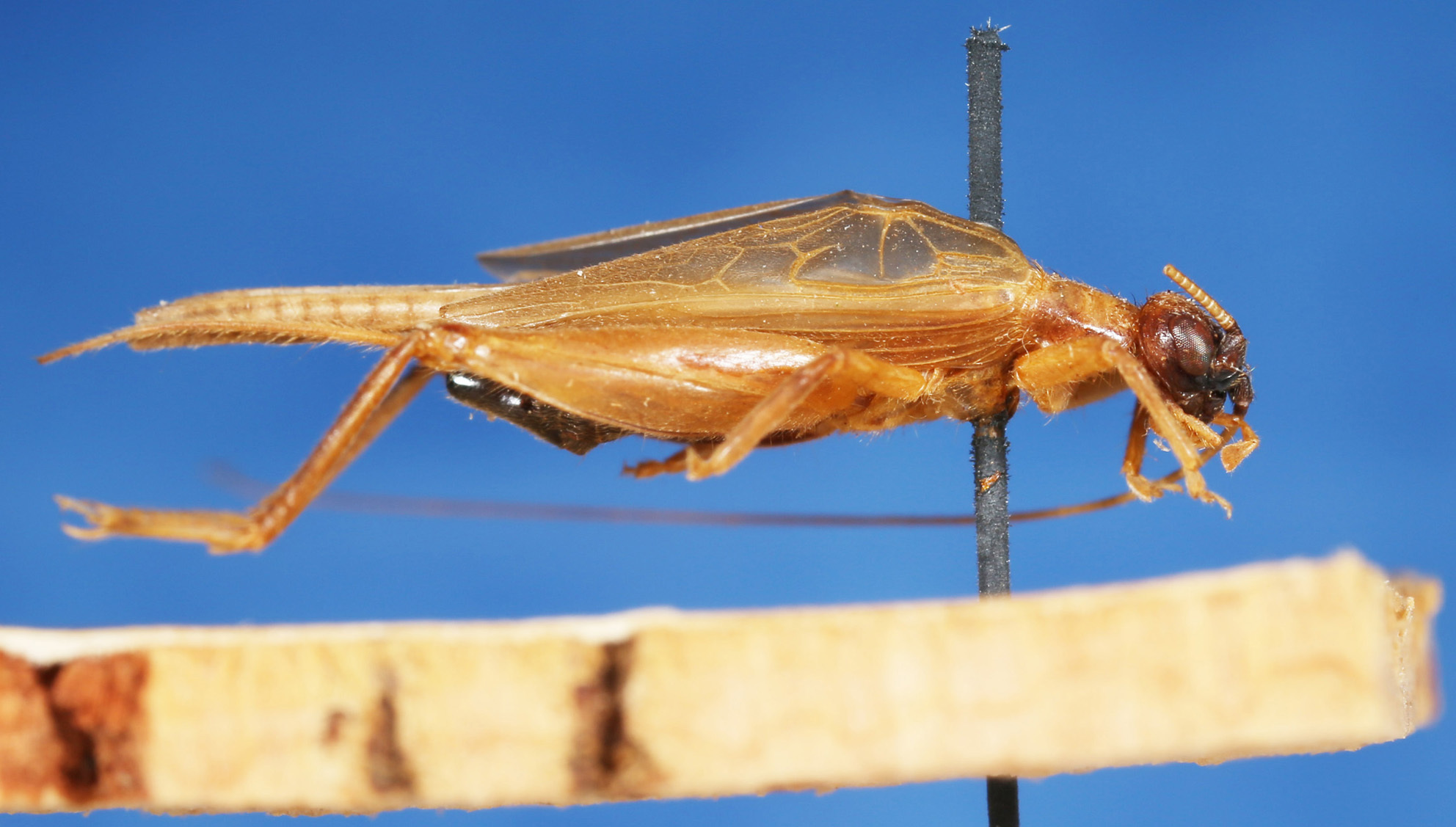 CollectionObject 1542588; c04ca5e9-9f23-4540-9655-5fa375c8bc8d: 2013 Natural History Museum, London. male, lateral view (syntype). (CollectionObject).