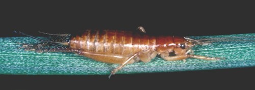 Insulascirtus nythos Otte & Rentz, 1985: Insulascirtus nythos female, right lateral view. (Otu).