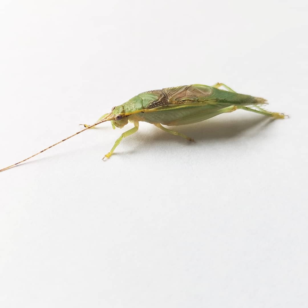 CollectionObject 1584015; 084f4a6c-dfd3-4f97-a15e-7c33341b1fad: male. (CollectionObject).