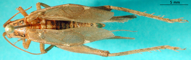 CollectionObject 1503515; 35bfde83-e713-43d5-8f69-6c0be959e22e: male, dorsal view (holotype). (CollectionObject).