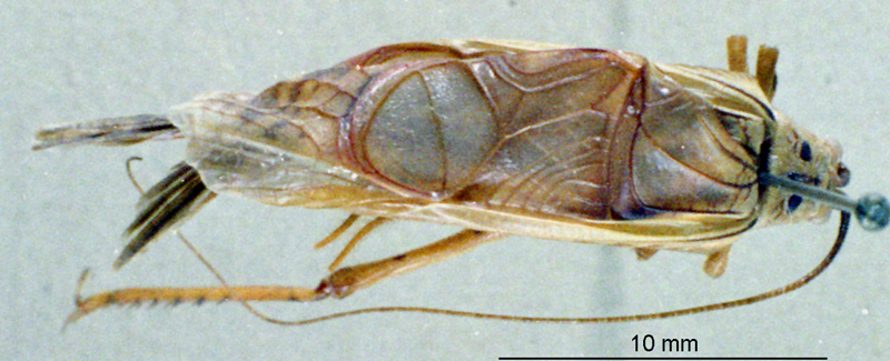 CollectionObject 1536201; NMBA 3225427, 7c936772-58ab-4103-8bfa-293f3c5400dd: male, dorsal view. (CollectionObject).