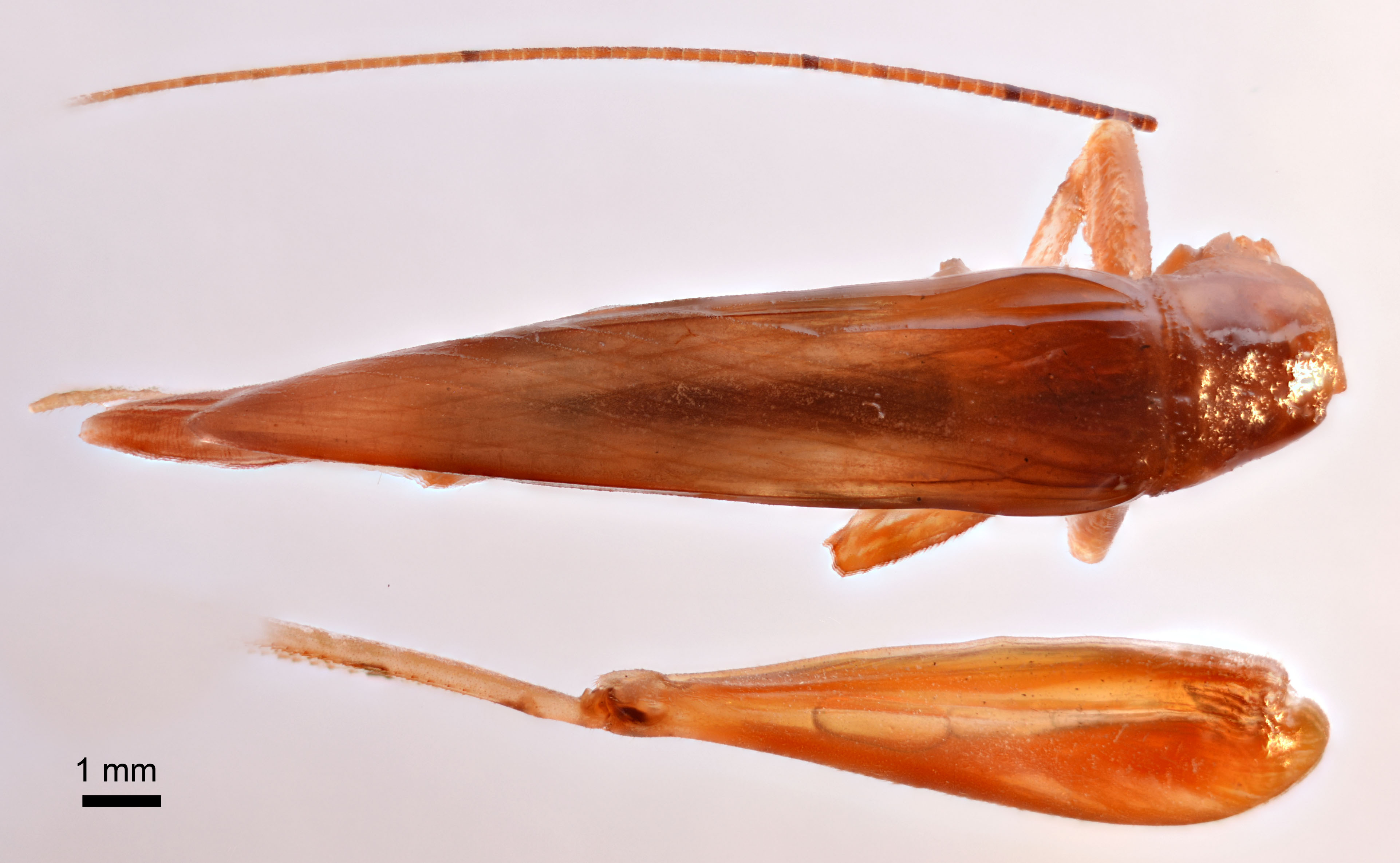 CollectionObject 1538195; ac9e4d28-d774-4b30-b540-1f70b4863b69: male, dorsal view (holotype). (CollectionObject).