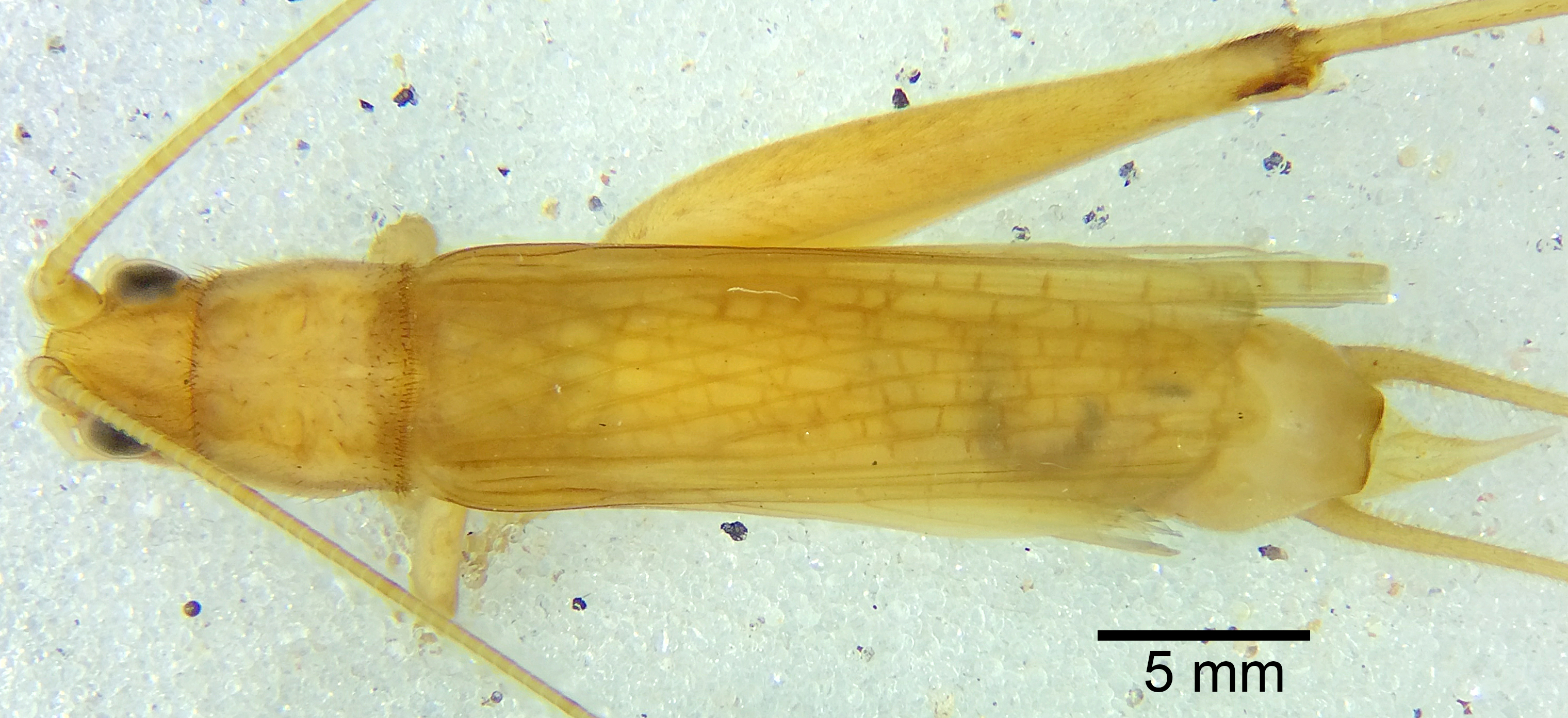 CollectionObject 1523700; 16c254c3-23a7-4d09-b609-d461fd25f5ce: male, dorsal view (holotype). (CollectionObject).