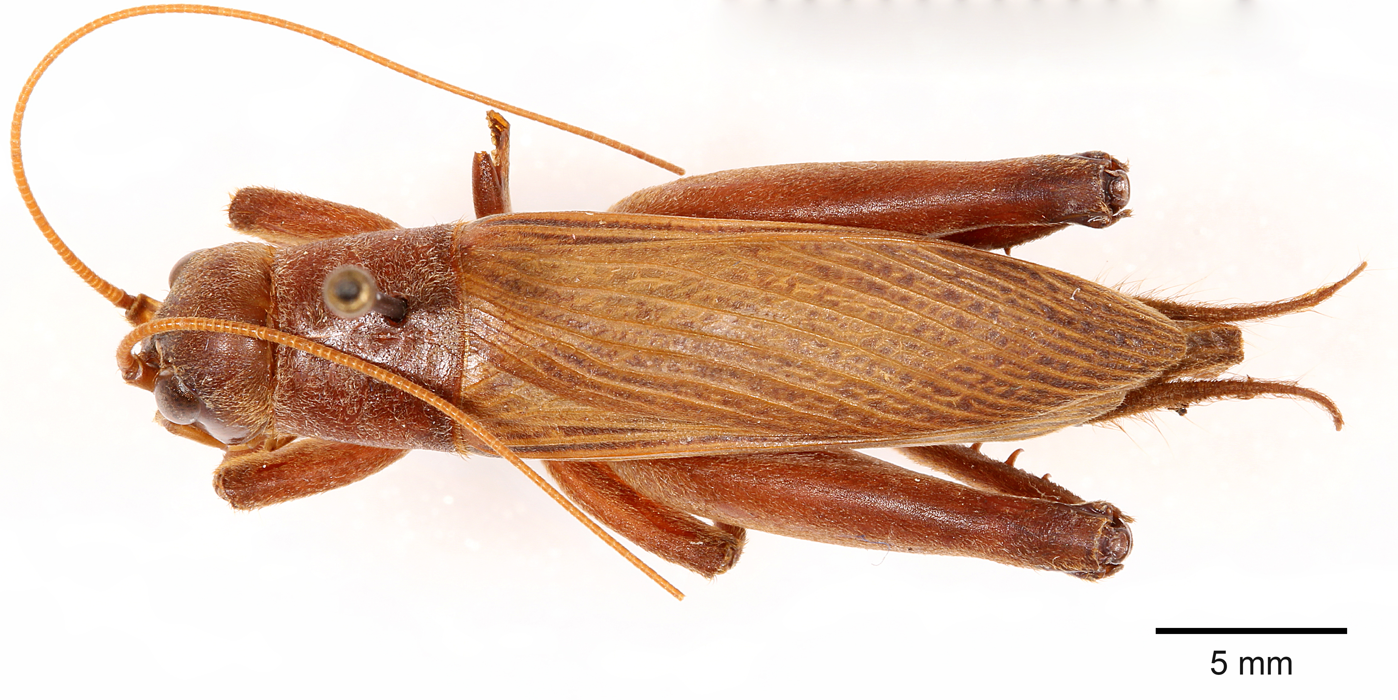 Tafalisca furfurosa Otte, 2006: male, dorsal view. (Otu).