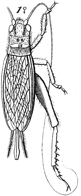 Amblyrhethus brevipes (Saussure, 1878): Pl. 18, Fig. 65 (1). female. (Otu).