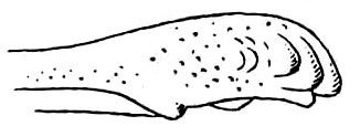 Mistshenkoana bilineata (Chopard, 1954): Fig. 12. ovipositor tip. (Otu).