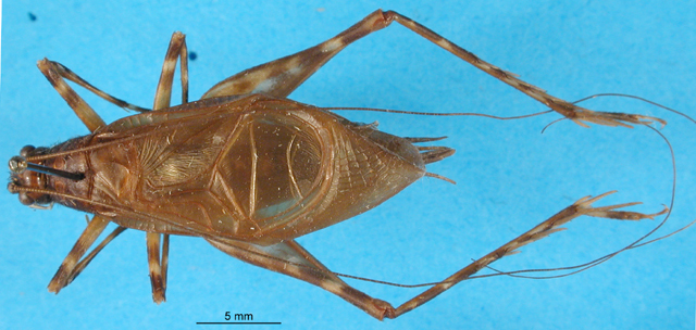 CollectionObject 1567481; e71edc9f-f11c-4ffe-88c4-32907eb59765: male, dorsal view (paratype). (CollectionObject).