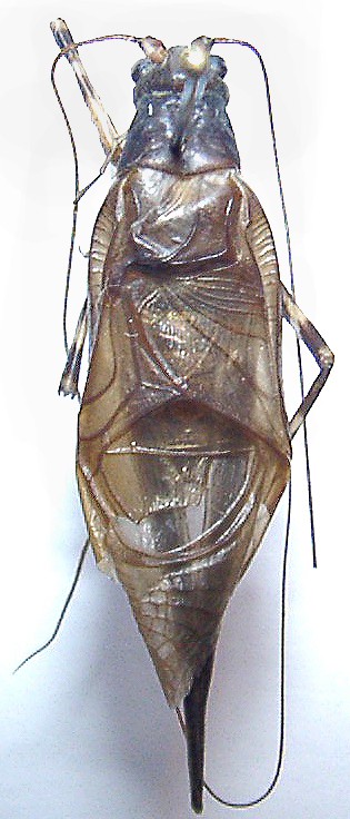 CollectionObject 1529308; eb569dd8-4eea-421b-b99c-6b68b44a048f: male, dorsal view (holotype). (CollectionObject).