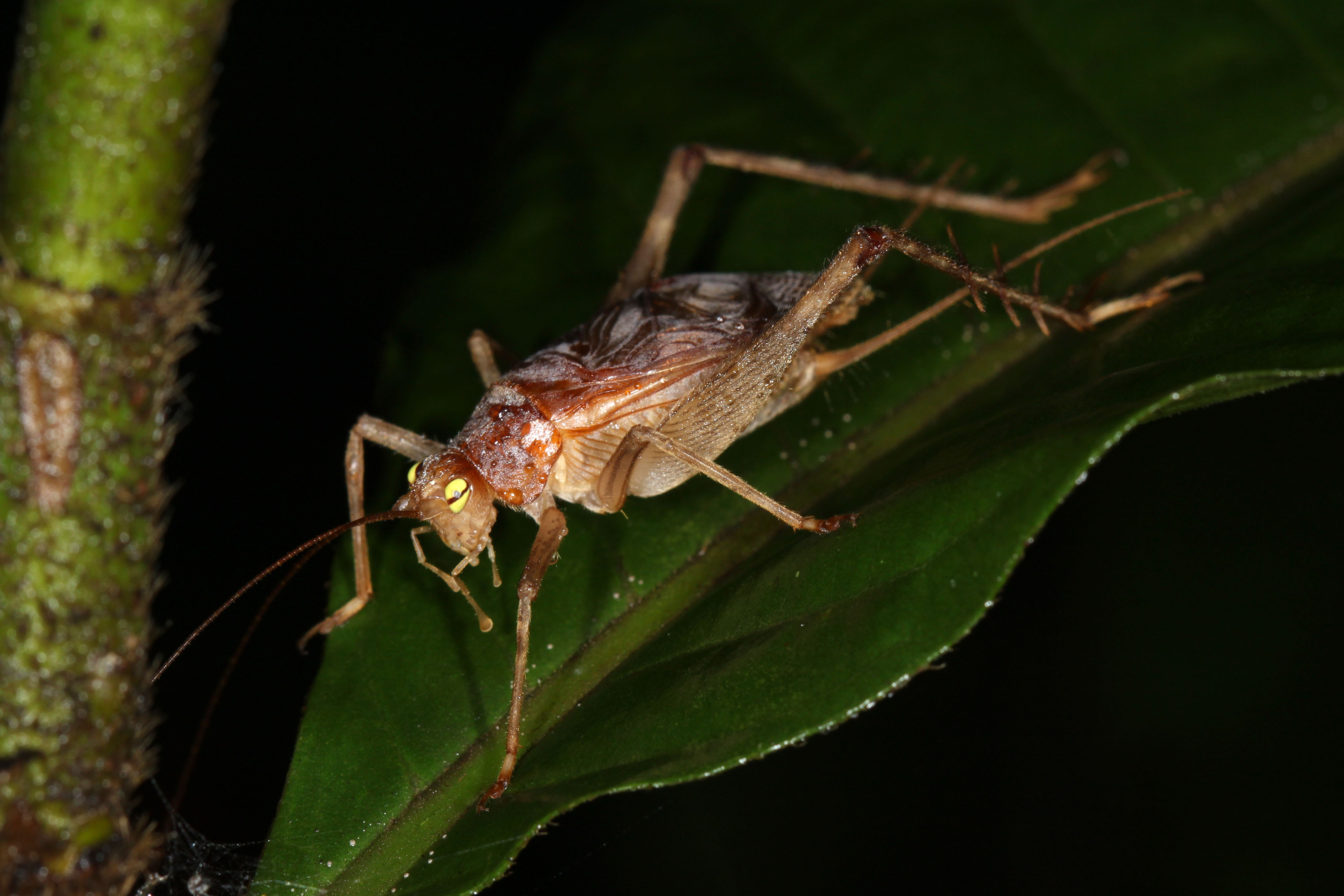 Tremellia fratercula (Chopard, 1937): On Mount Makiling, Luzon, Philippines, 10 April 2018. (Otu).