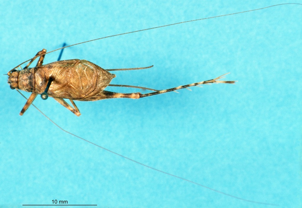 CollectionObject 1477545; 39491d49-86b3-4d12-9547-2991bc9f5c02: male, dorsal view (lectotype). (CollectionObject).