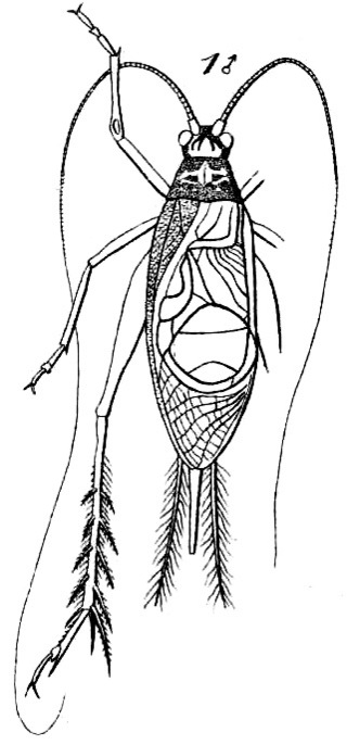 Phaloria (Phaloria) simillima (Saussure, 1878): Pl. 17, Fig. 51(1). male. (Otu).