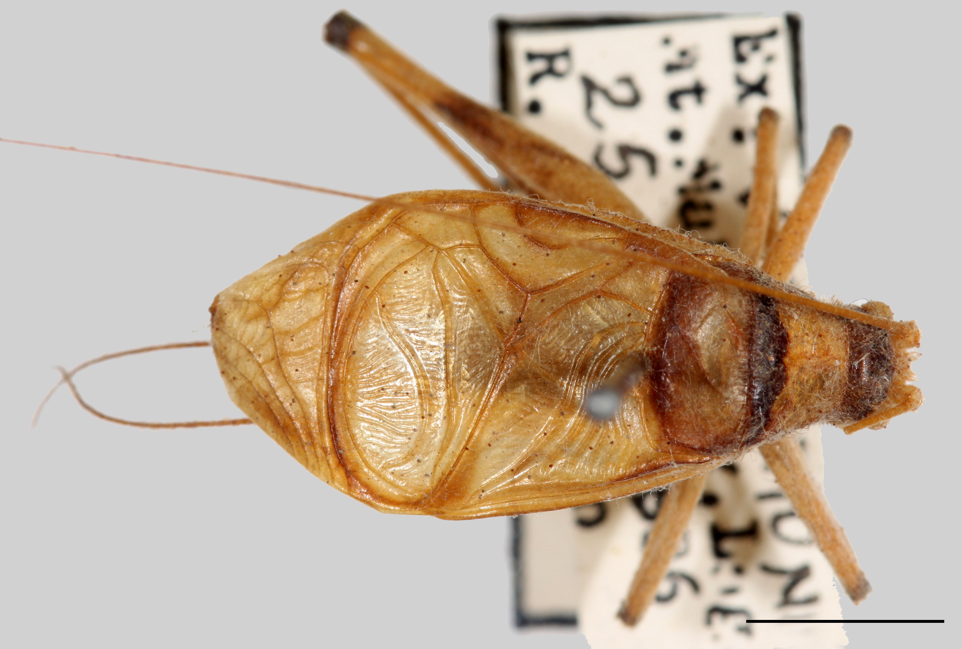 Phaloria ikonnikovi Gorochov, 1996: male, dorsal habitus, scale bar: 5 mm, Mount Makiling, UPLBMNH. (Otu).