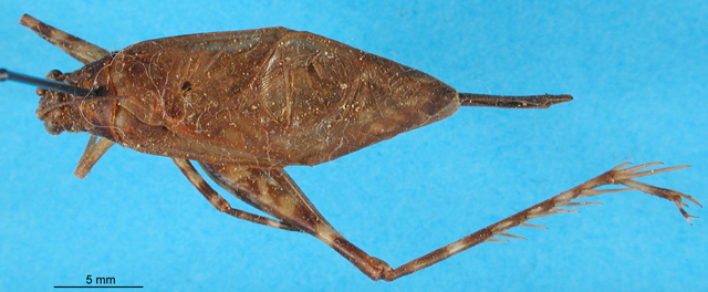 CollectionObject 1500919; 48a3617f-f883-4dc0-b752-42b6b8aef618: male, dorsal view (holotype). (CollectionObject).