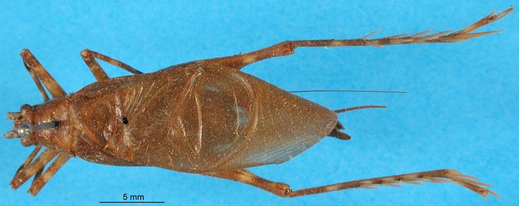 CollectionObject 1477575; 4370aac2-e23d-4c32-9886-865bb1995c6d, DORSA BG00046S01: male, dorsal view (holotype). (CollectionObject).