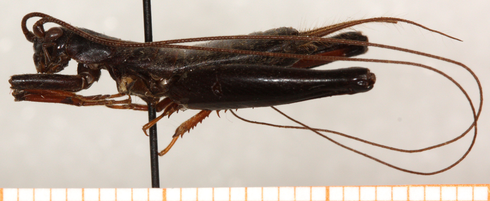 CollectionObject 1499413; 5710f88e-0aa0-43c9-b38b-1d88a4f30afb: male, lateral view (holotype). (CollectionObject).