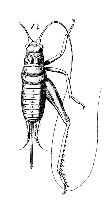 Unacla rogenhoferi (Saussure, 1878): Pl. 16, Fig. 37(1). female, dorsal view. (Otu).