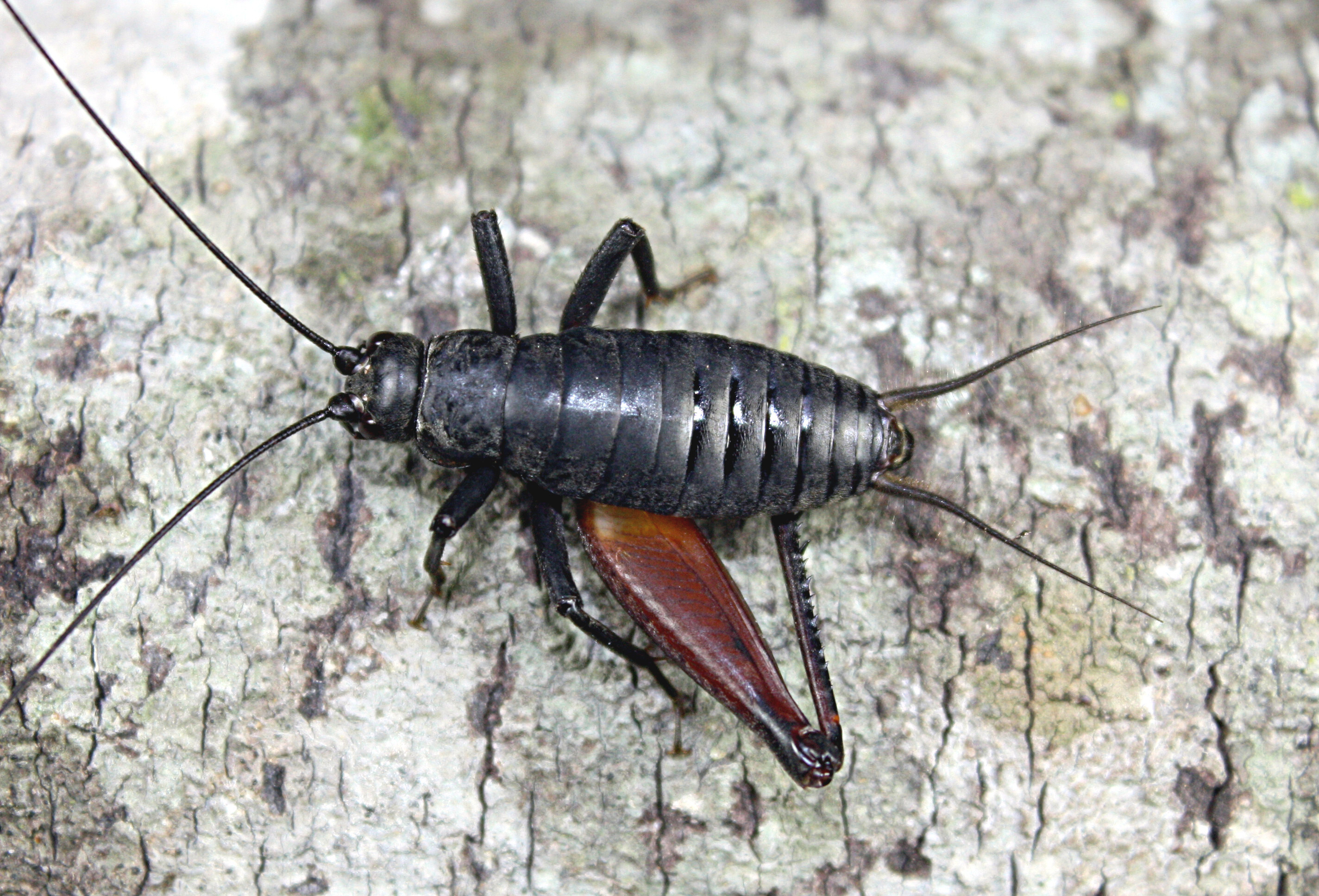 CollectionObject 1580083; 9a5d29e6-6846-4a98-94a3-3e0bc2d0589e: adult male (Parque Estadual Morro do Diabo (Morro do Diabo State Park), Brazil). (CollectionObject).