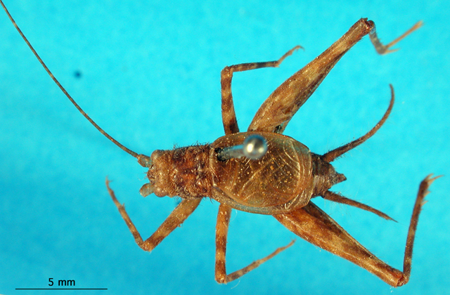 CollectionObject 1501046; 7792f6b5-be16-46d5-85a8-5656b88a5fee: male, dorsal view (lectotype). (CollectionObject).