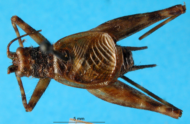 CollectionObject 1501048; 0e7b0ac5-1863-4136-8f12-7cb27de7147a, DORSA BG00037S01: male, dorsal view (holotype). (CollectionObject).