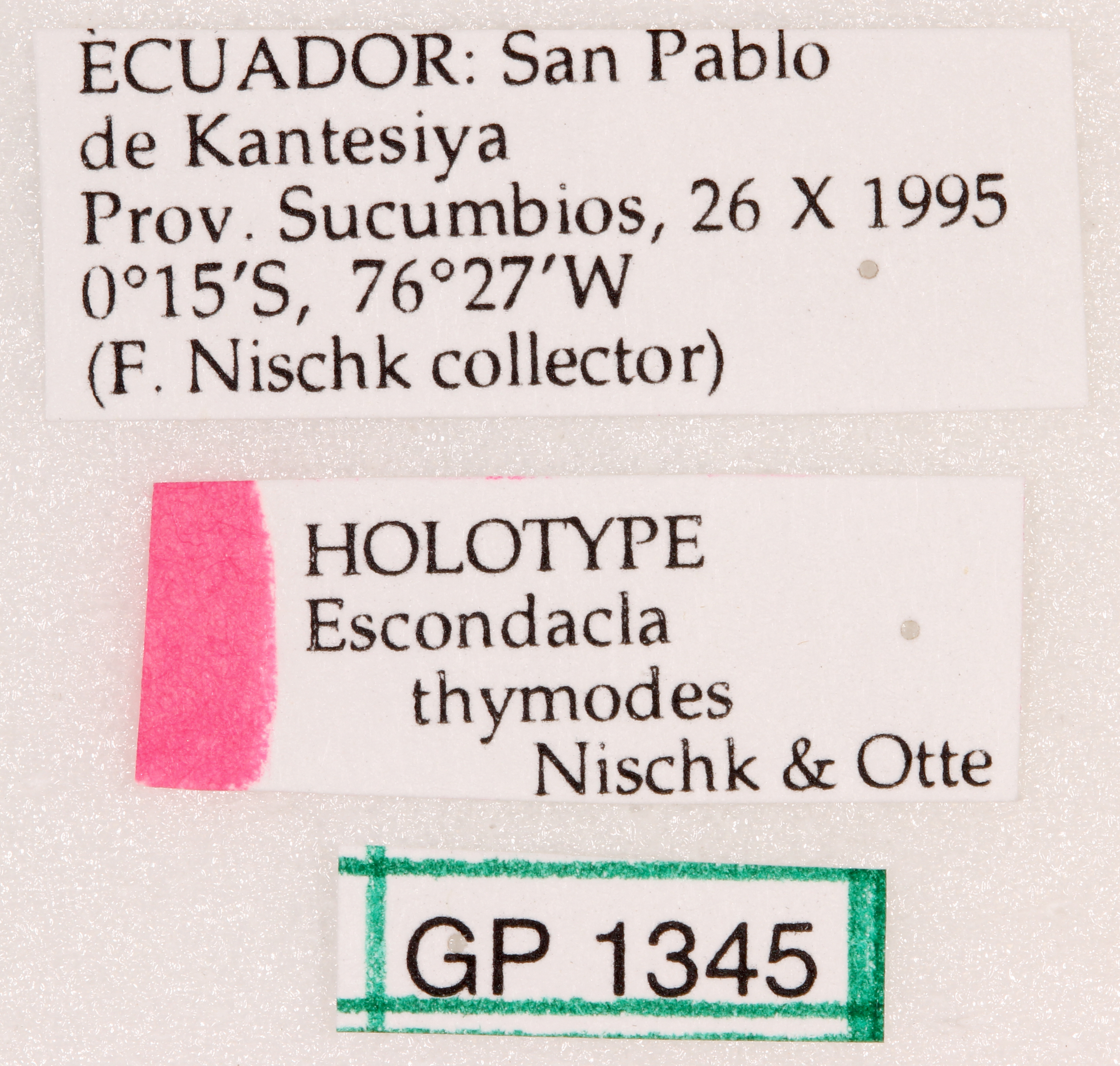 CollectionObject 1523766; 34704107-fec1-449b-9d5b-e5515a23999c: labels (holotype). (CollectionObject).