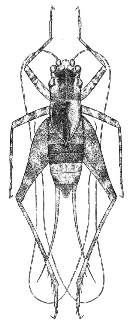 Eugryllina acanthoptera Hebard, 1928: Pl. 14, Fig. 1 (after type). male, dorsal view, body length 9.8 mm. (Otu).
